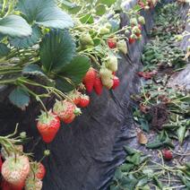 法兰帝草莓苗，1000亩育苗示范田，26年草莓苗种植经验
