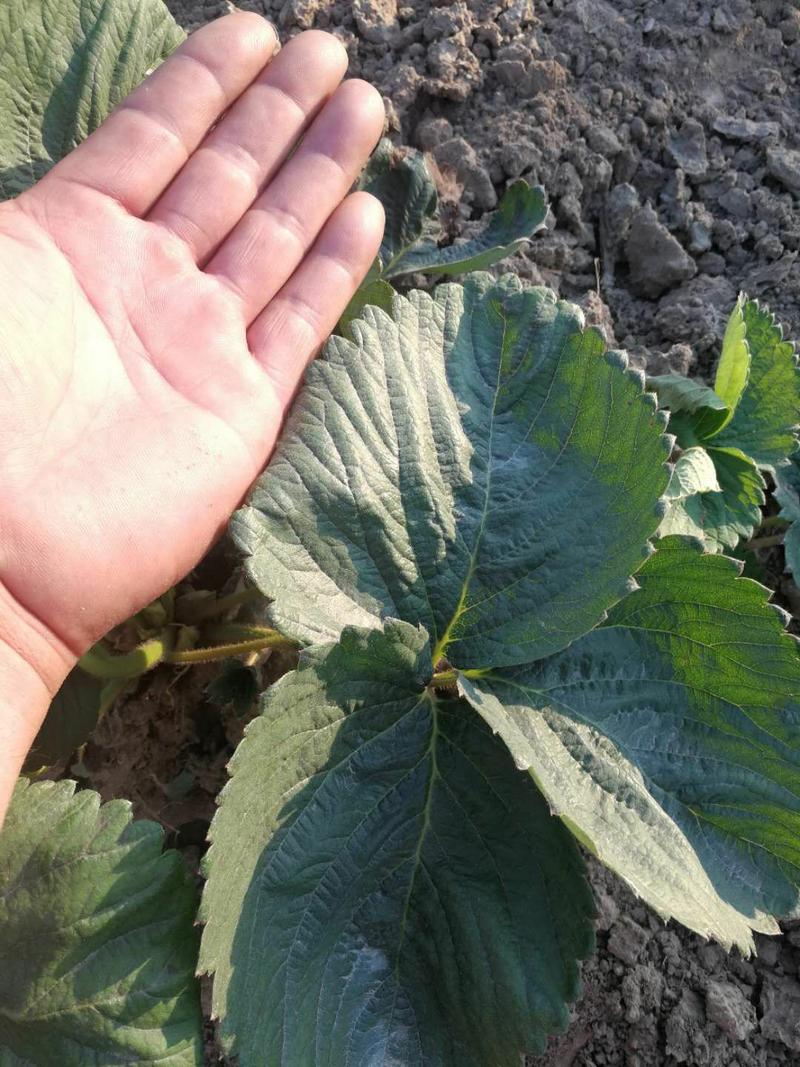 法兰帝草莓苗，1000亩育苗示范田，26年草莓苗种植经验