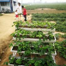 艳丽草莓苗，1000亩育苗示范田，26年草莓苗种植经验