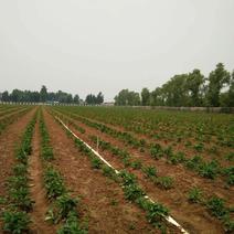 四季草莓苗，1000亩育苗基地，26年种植经验包成活结果