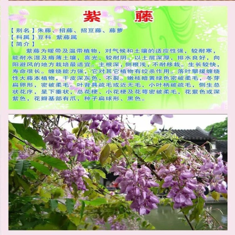 新采一级紫藤种子长廊绿化行道苗木种子攀爬植物包邮