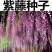 新采一级紫藤种子长廊绿化行道苗木种子攀爬植物包邮