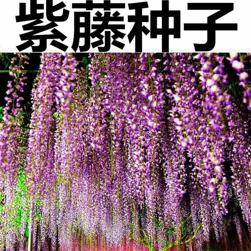 新采一级紫藤种子长廊绿化行道苗木种子攀爬植物包邮