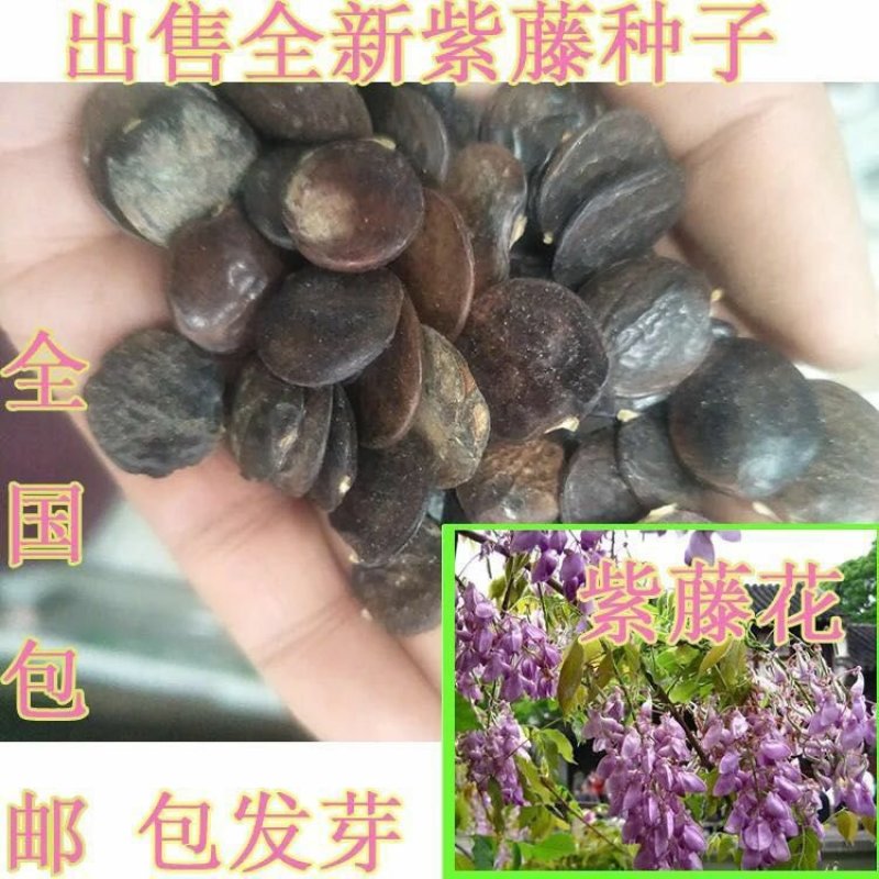 新采一级紫藤种子长廊绿化行道苗木种子攀爬植物包邮