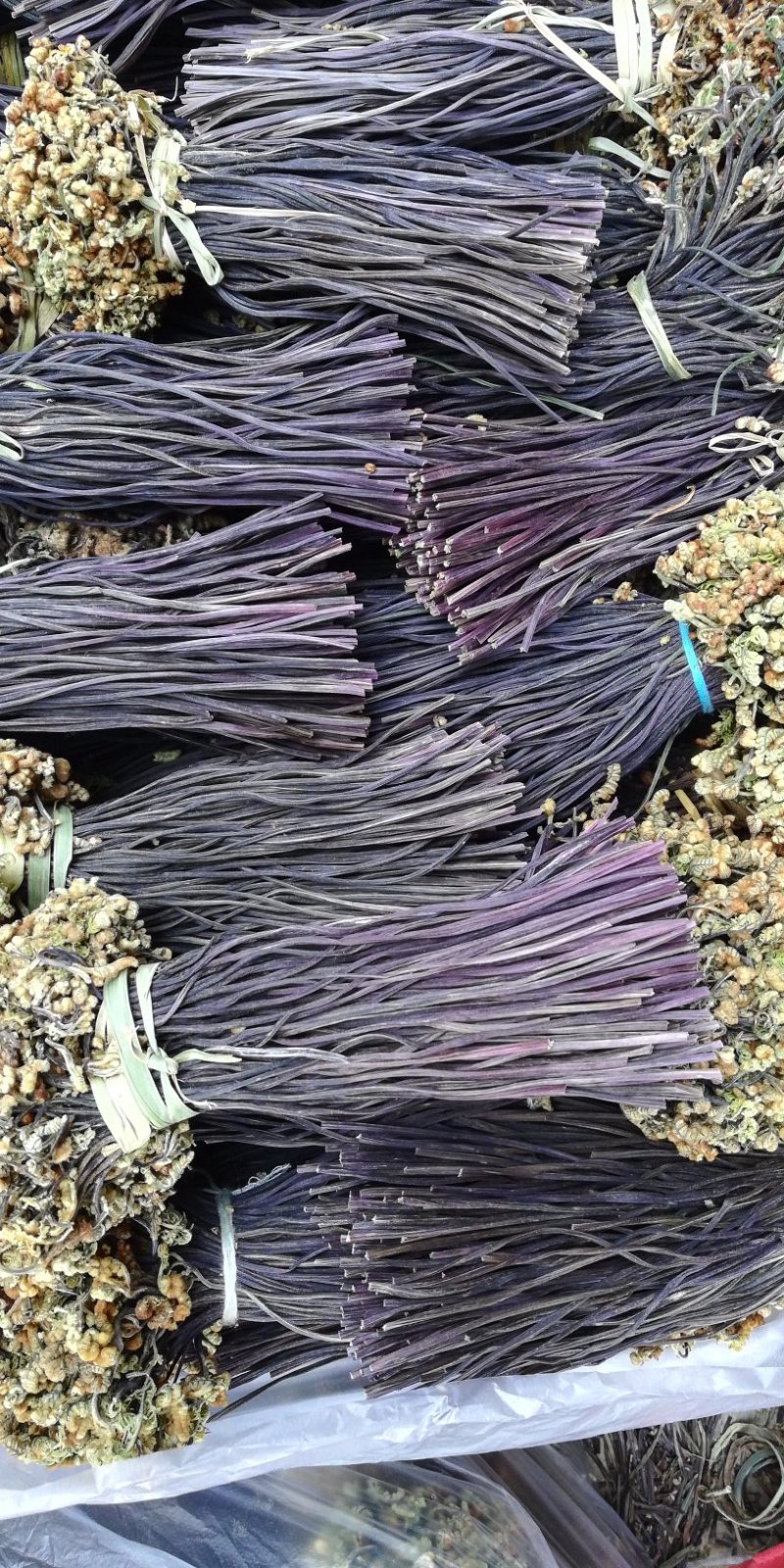 蕨菜又名拳菜