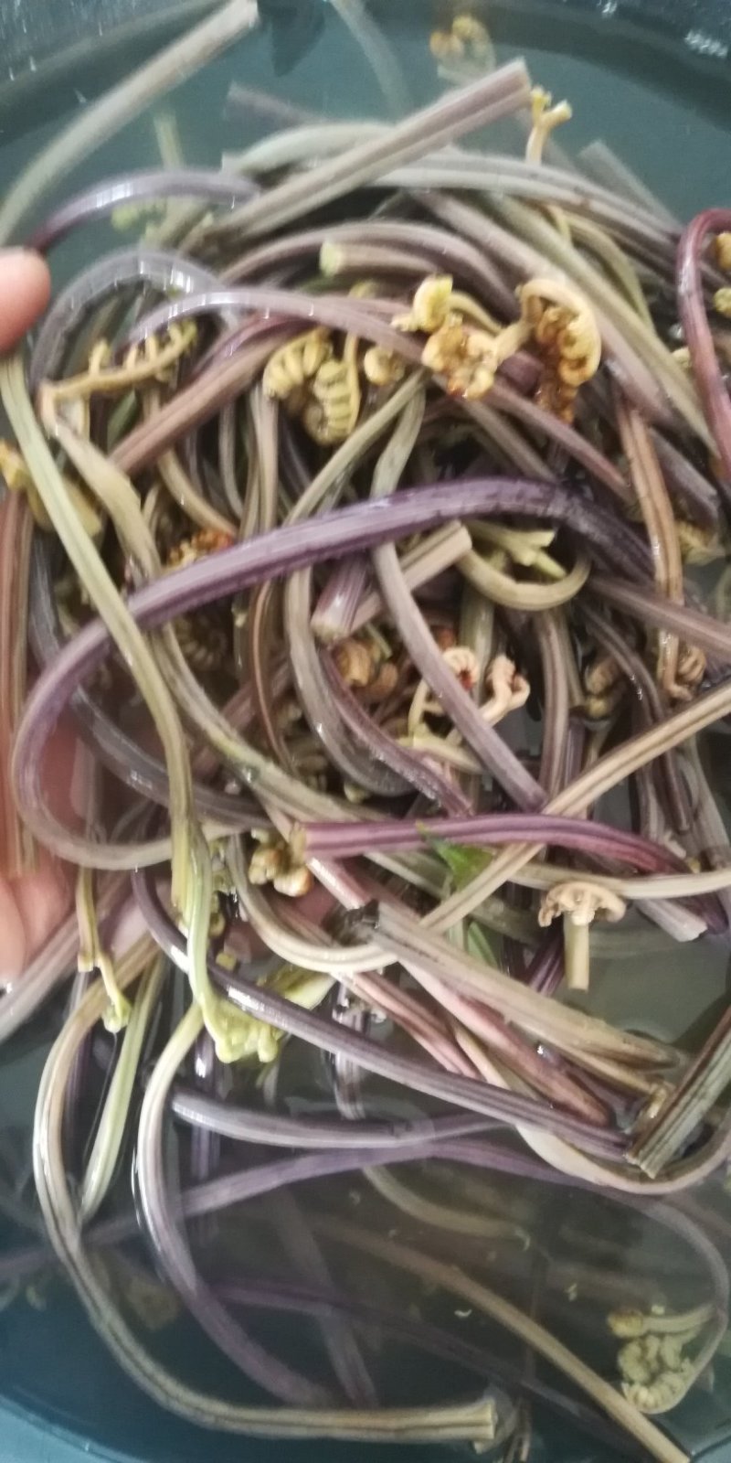 蕨菜又名拳菜