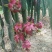 火龙果苗25cm-30cm