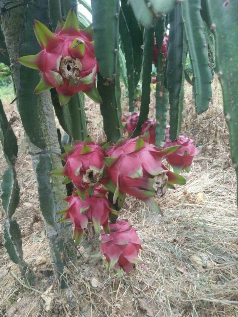 火龙果苗25cm-30cm