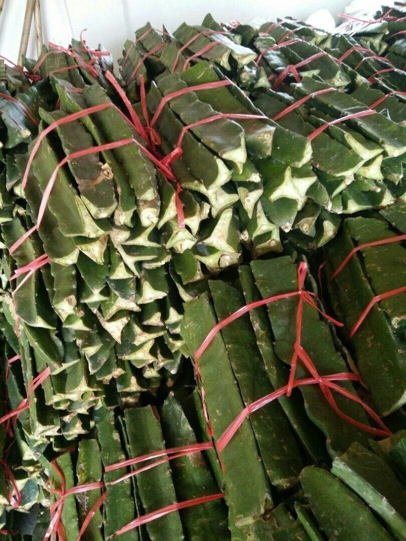 火龙果苗