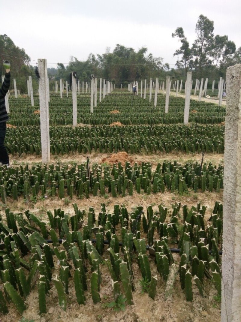 火龙果苗
