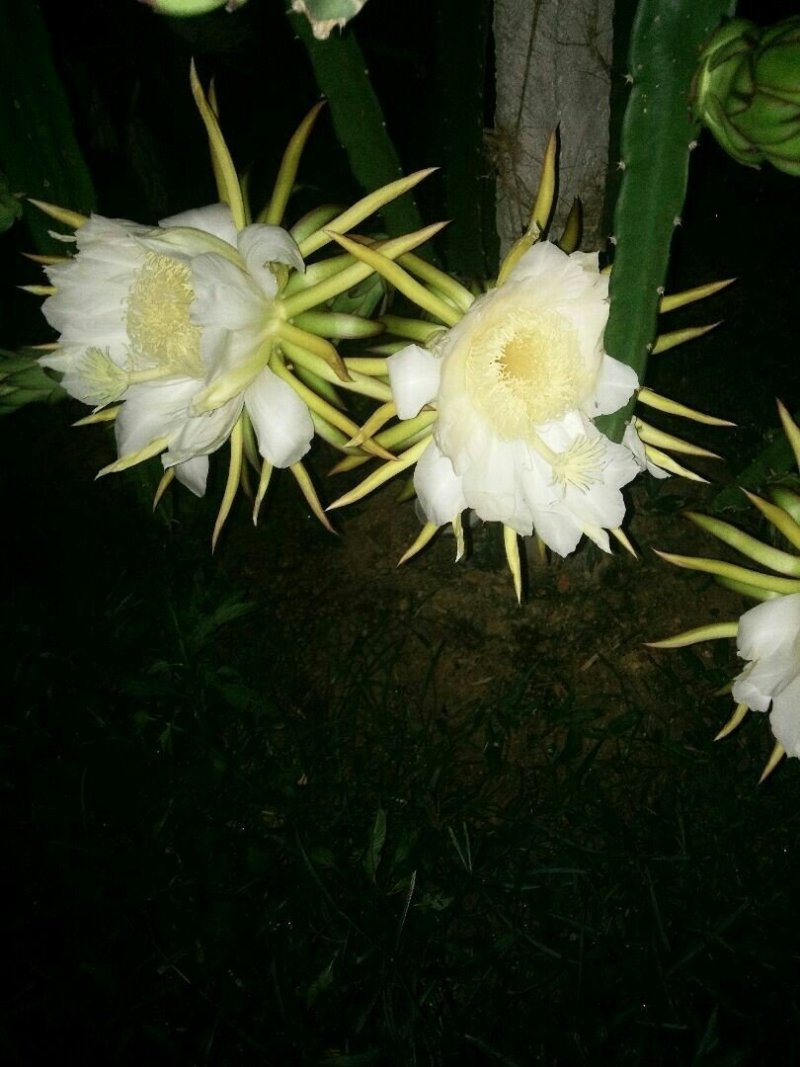 火龙果苗