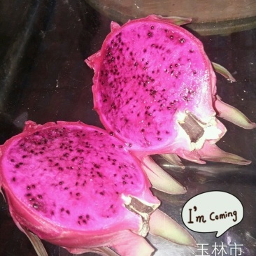 火龙果苗