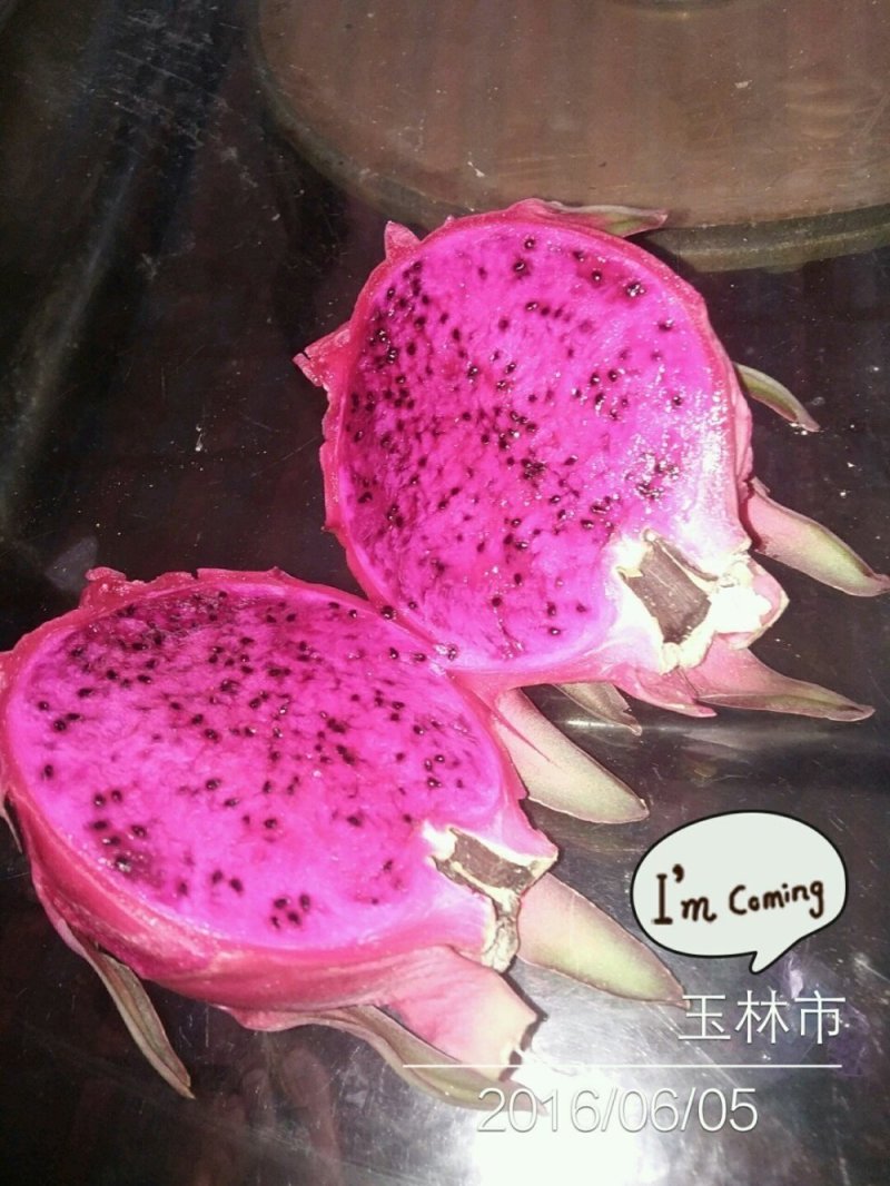 火龙果苗