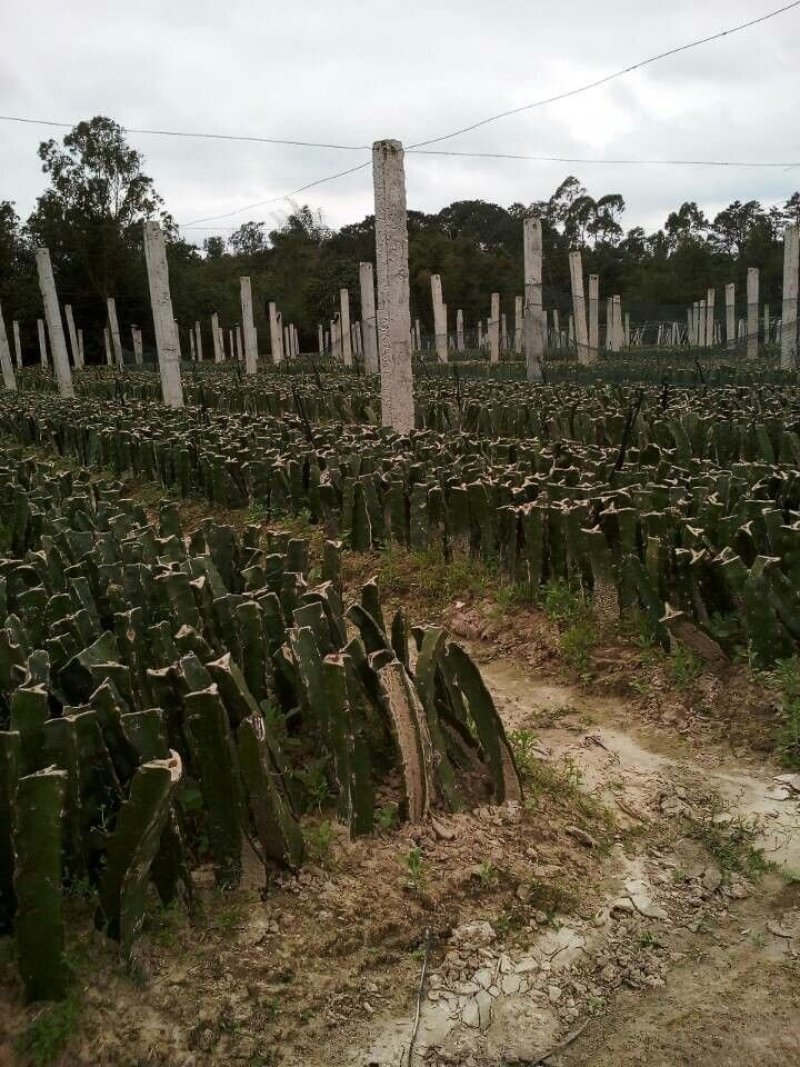 火龙果苗