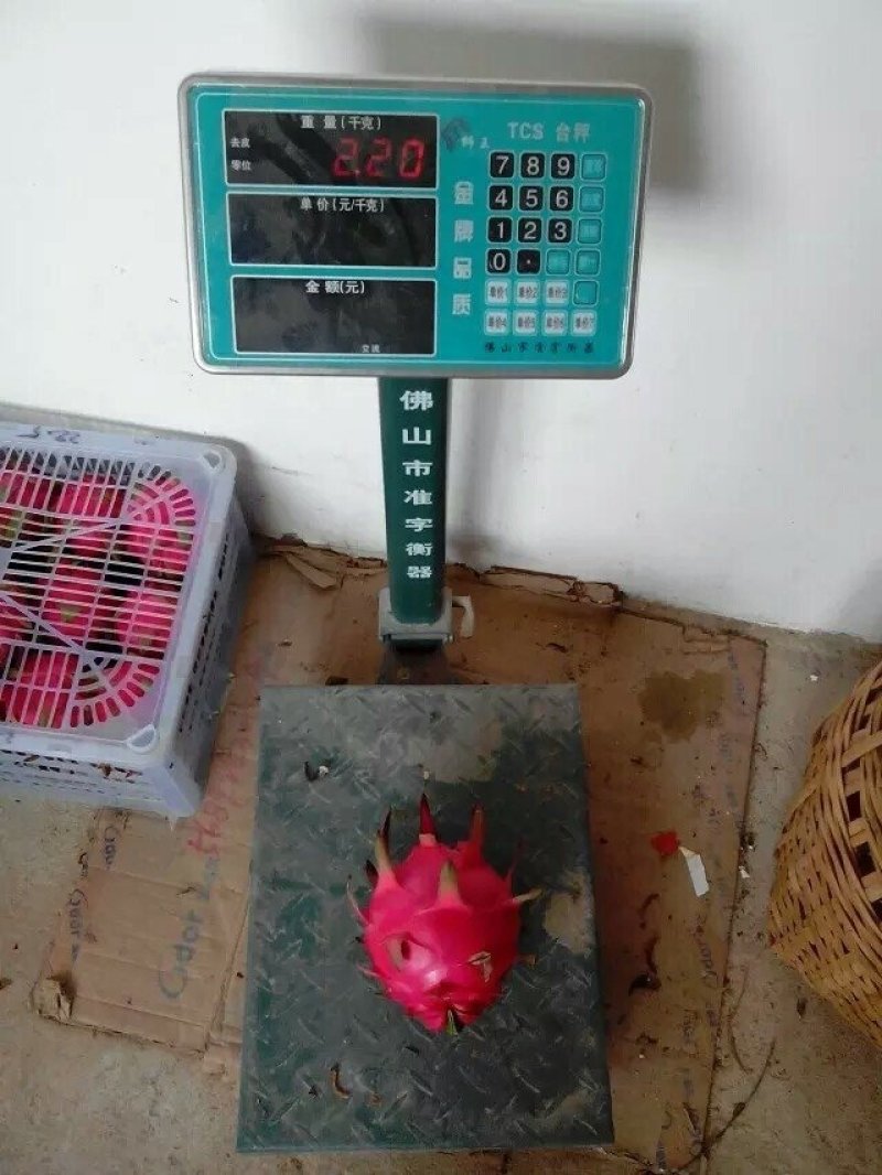 火龙果苗