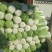 北京新三号白菜大量上市