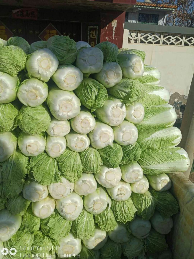 北京新三号白菜大量上市