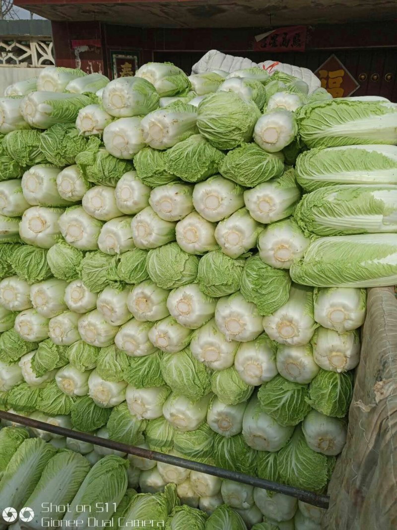 河北定州大白菜大量上市