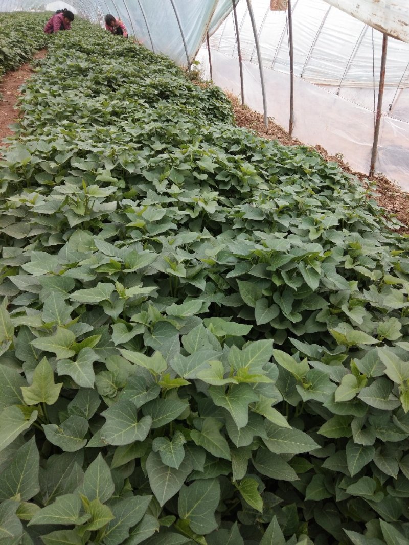 紫薯种苗:紫罗兰苗0.10元/棵