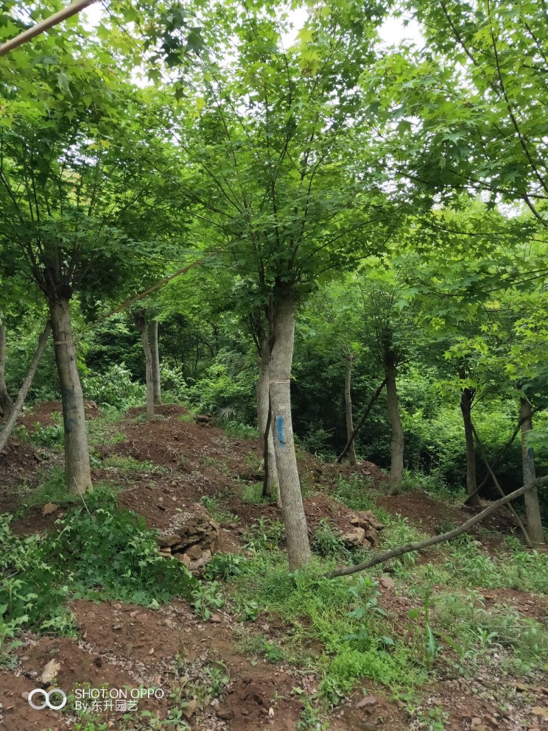 五角枫绿化苗木/乔灌木