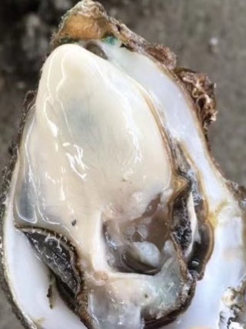 三倍体生蚝，鲜活生蚝，大连生蚝，牡蛎，