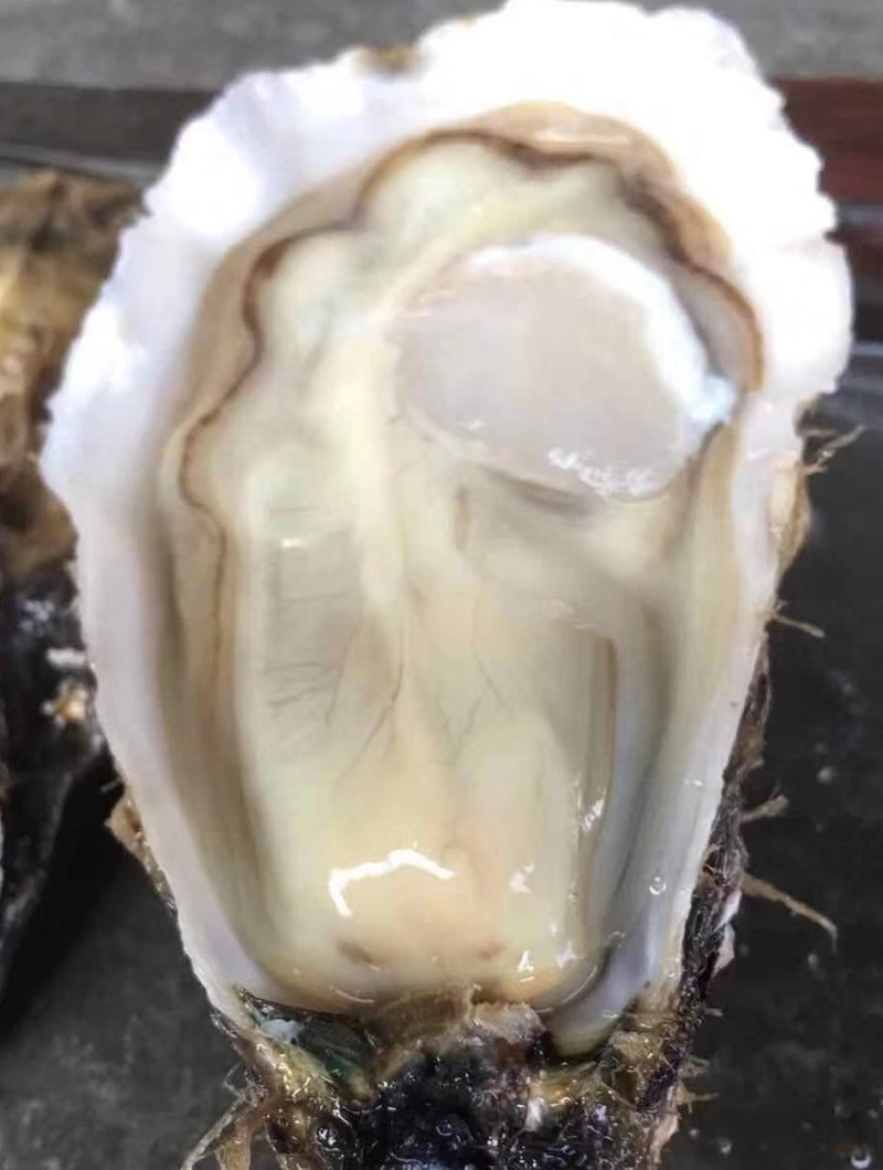 三倍体生蚝，鲜活生蚝，大连生蚝，牡蛎，