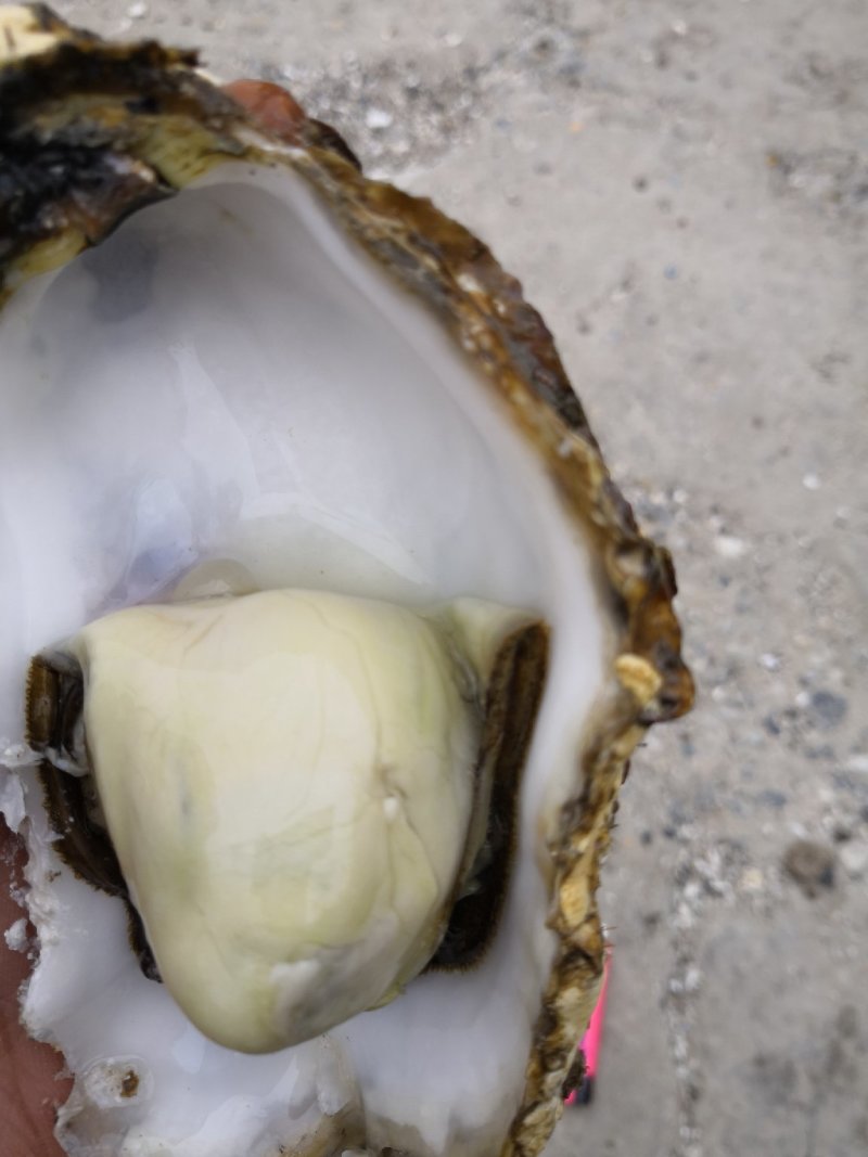 三倍体生蚝，鲜活生蚝，大连生蚝，牡蛎，