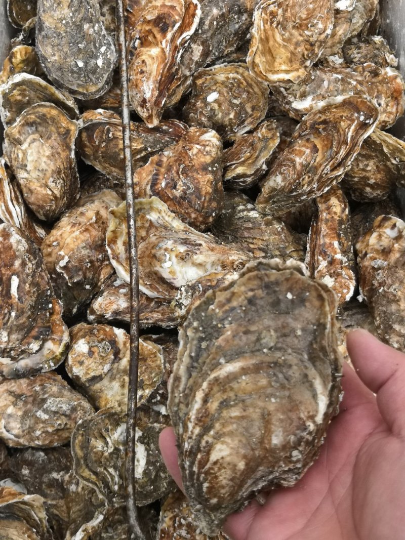 三倍体生蚝，鲜活生蚝，大连生蚝，牡蛎，