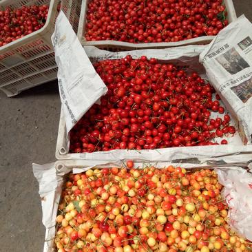 高山樱桃甜度高价格美丽货源充足质量保证全国各地发货