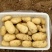 山东新土豆荷兰新土豆大量供应专业工人分捡质量保证