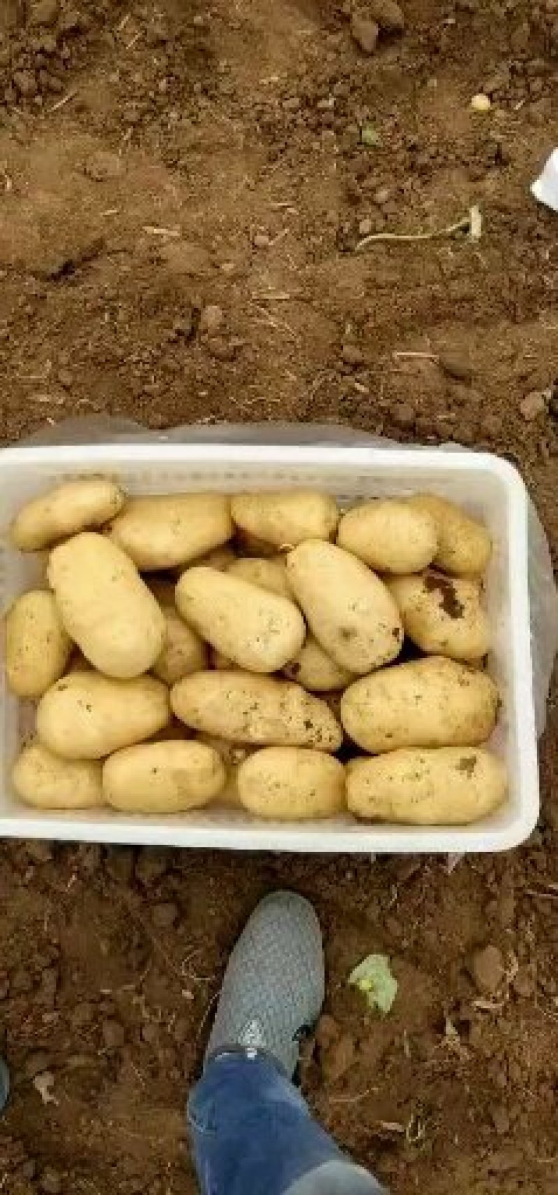 山东新土豆荷兰新土豆大量供应专业工人分捡质量保证