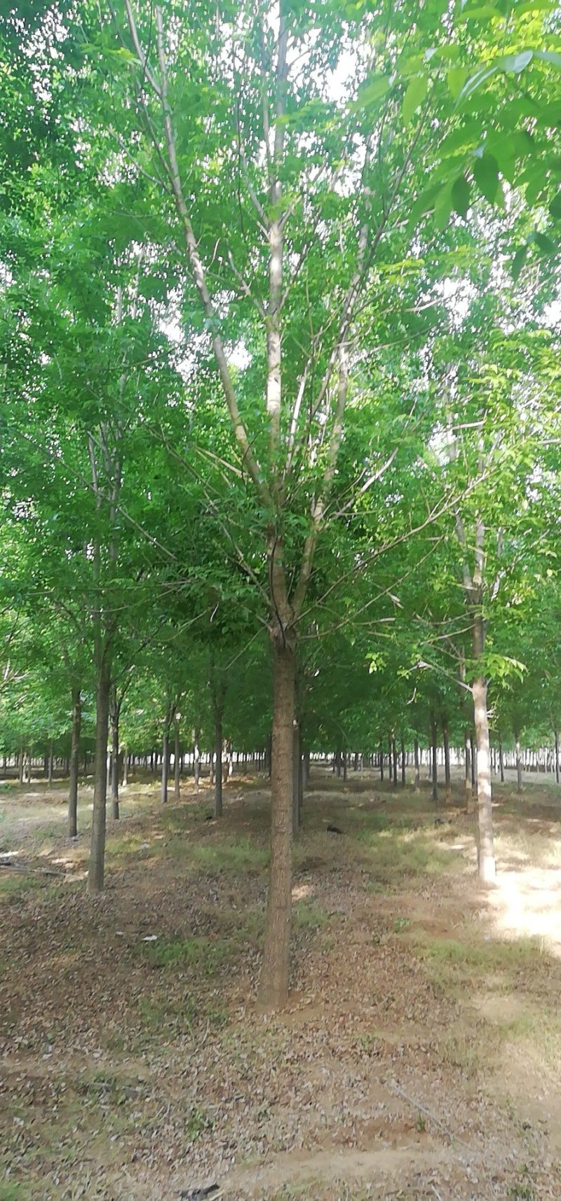 精品速生白蜡，老式白蜡，量大