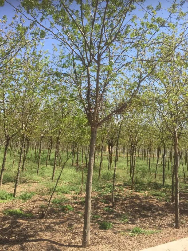 皂角树，大规格皂角，5—80公分
