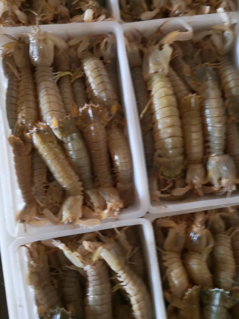 精品★皮皮虾虾爬虾婆【各规格齐全】