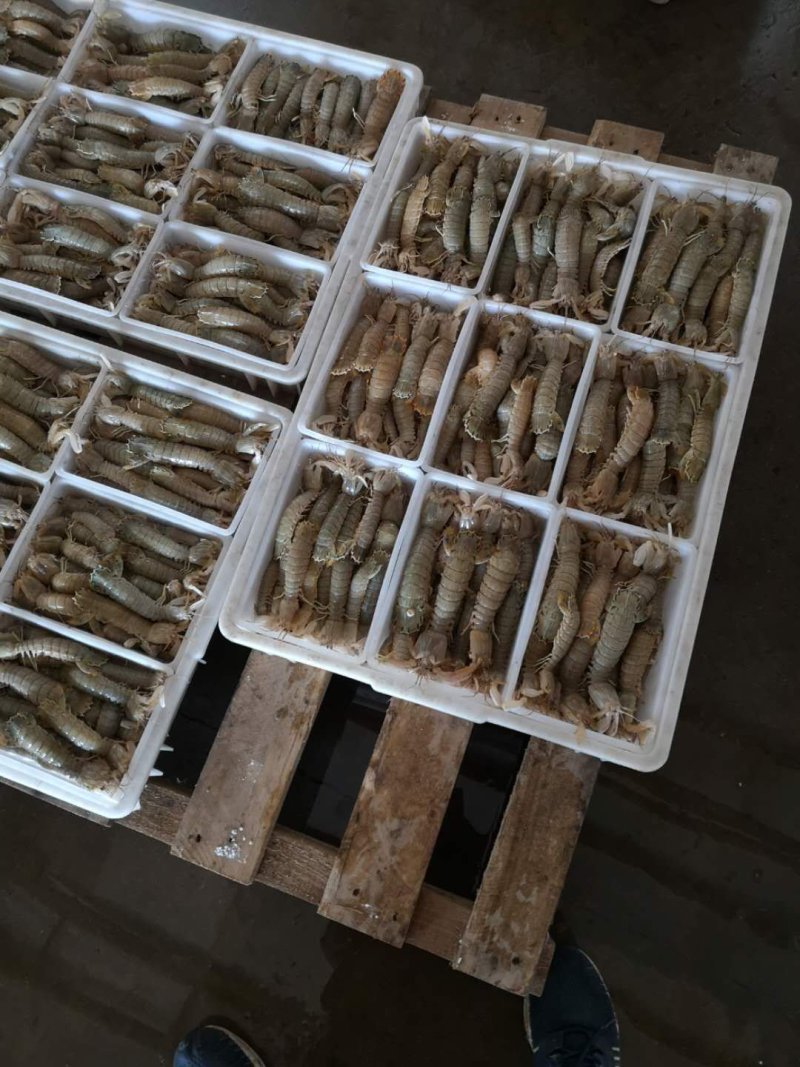 精品★皮皮虾虾爬虾婆【各规格齐全】