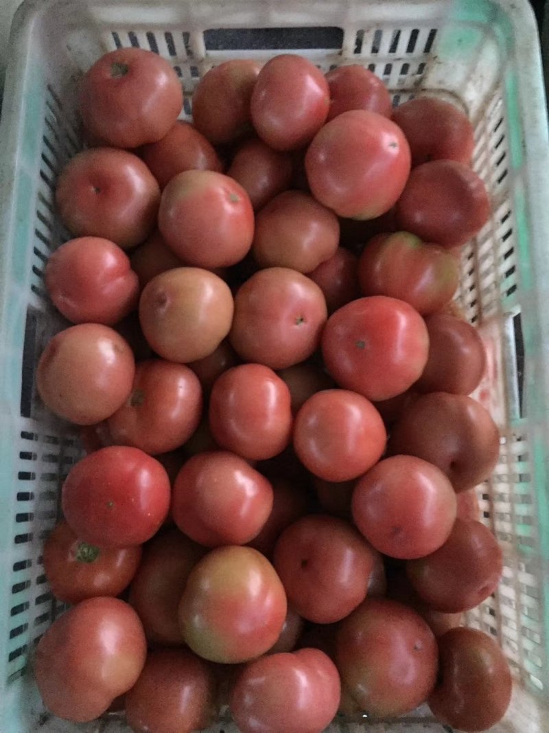 方城县博望镇硬粉精品西红柿🍅，欢迎选购