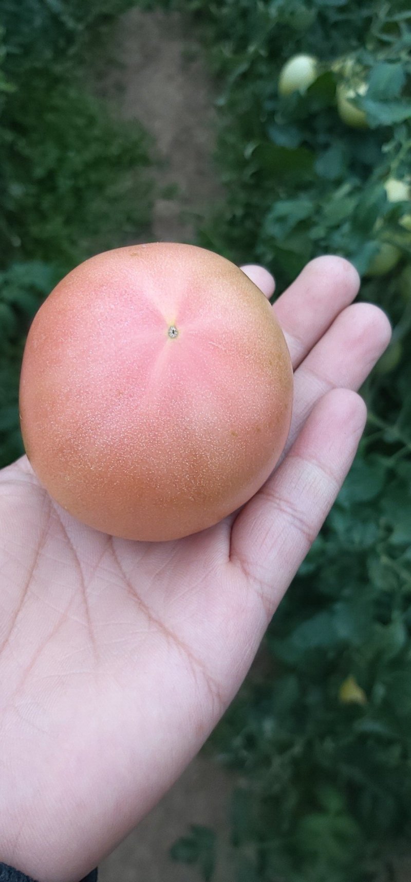 方城县博望镇硬粉精品西红柿🍅，欢迎选购