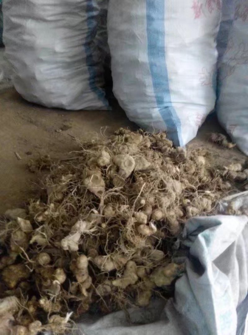 黄精块茎