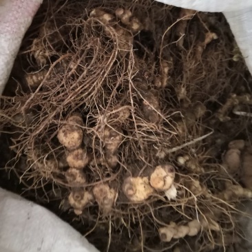 黄精块茎