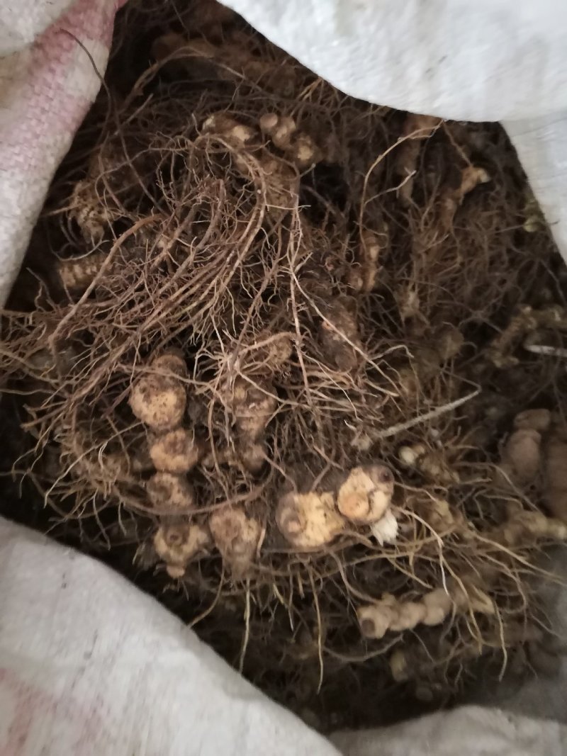 黄精块茎