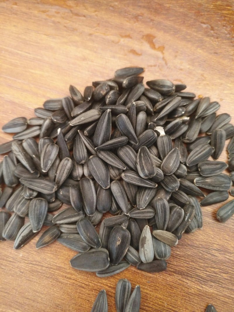 葵花油葵鸽粮/仓鼠粮/榨油用