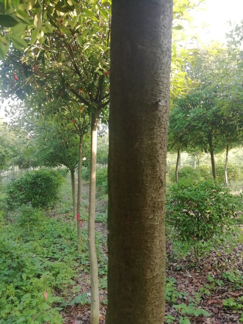 湖北孝感，高杆红叶石楠大量出售，杆直冠圆，