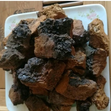 桦树茸