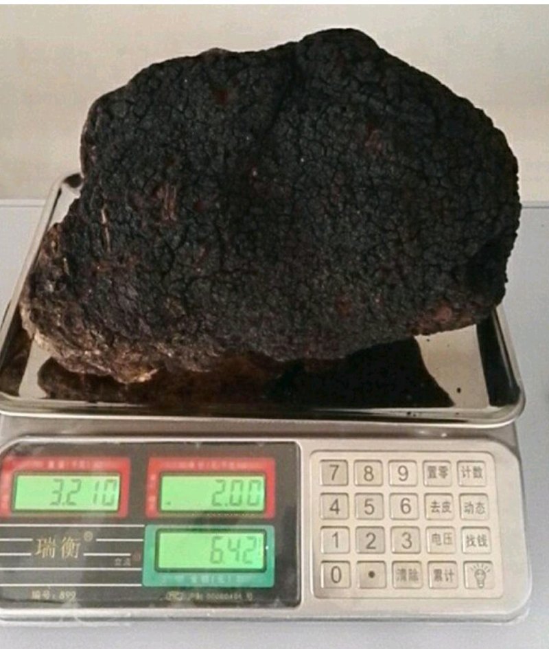 桦树茸