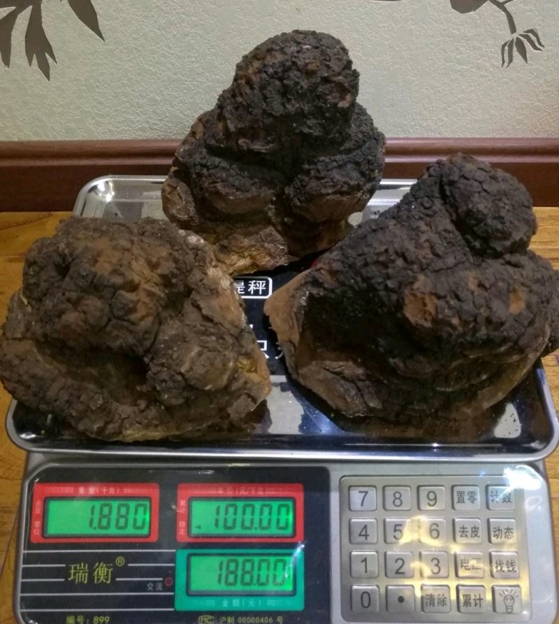 桦树茸