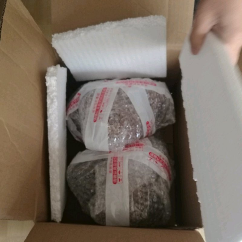 桦树茸