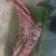 牛胸骨