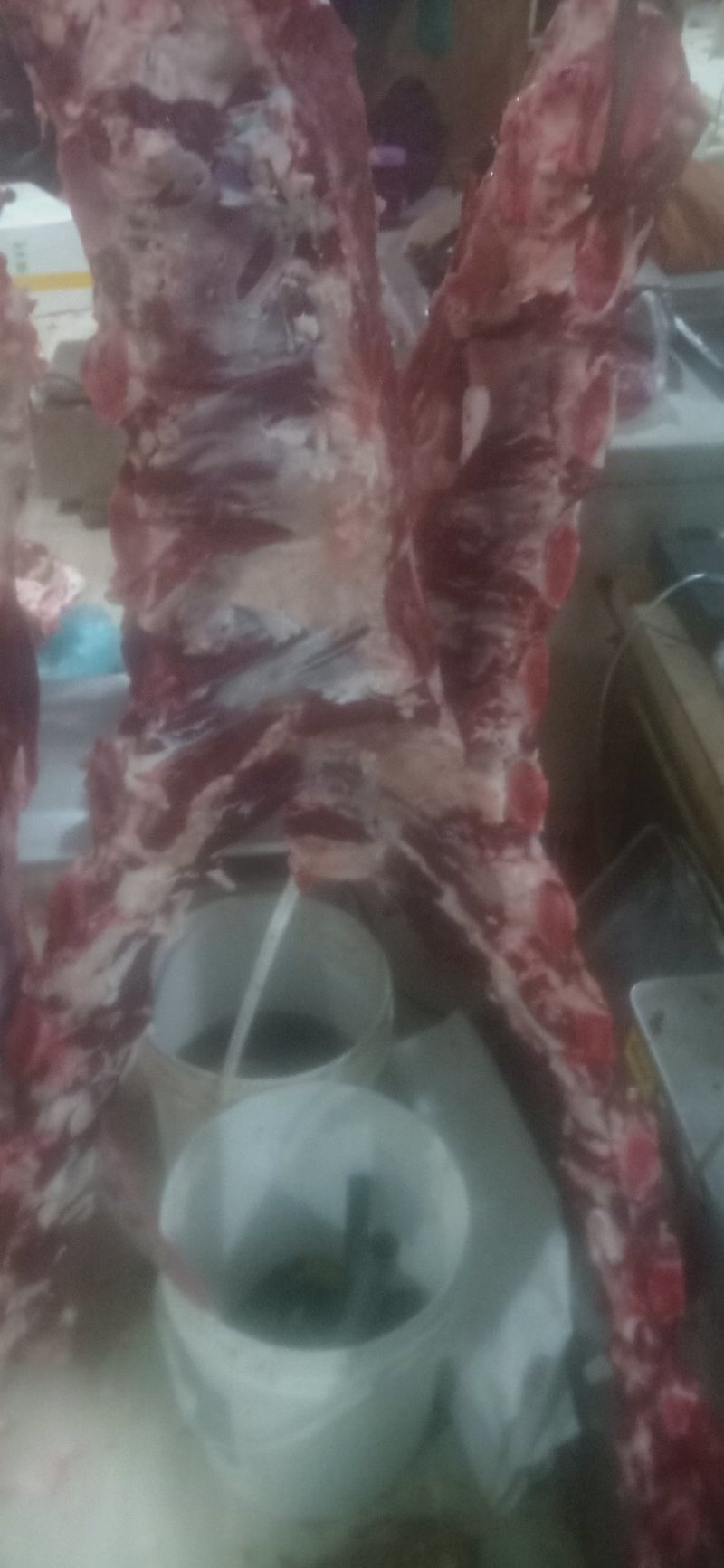 牛胸骨