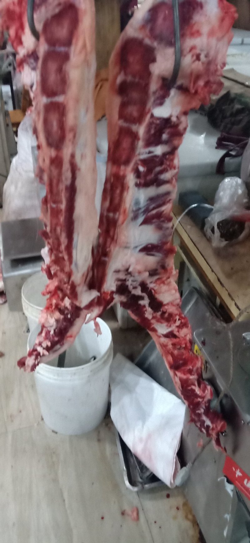 牛胸骨