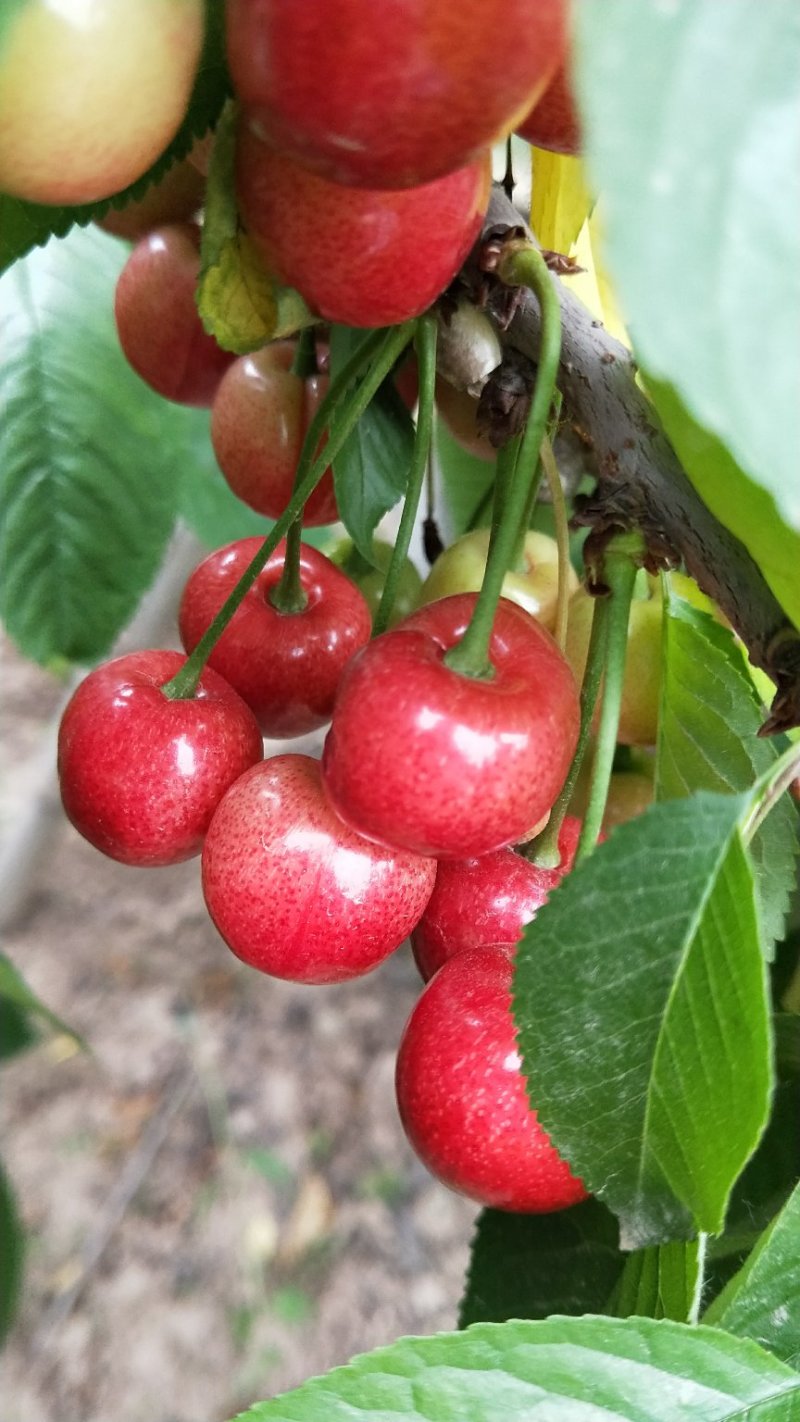 樱桃